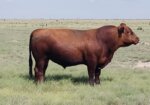 2 year old South Poll Bulls