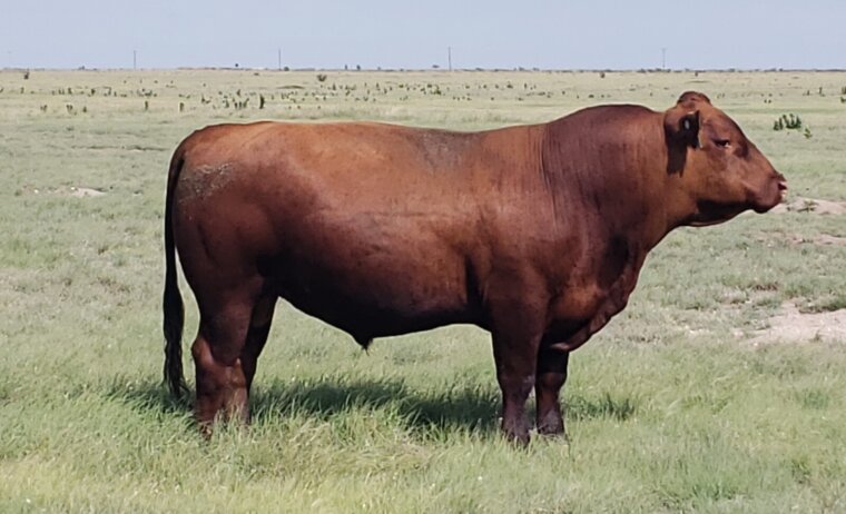 2 year old South Poll Bulls