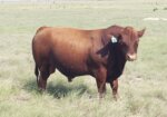 2 year old South Poll Bulls