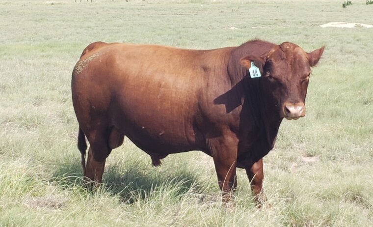 2 year old South Poll Bulls