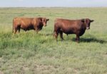 2 year old South Poll Bulls