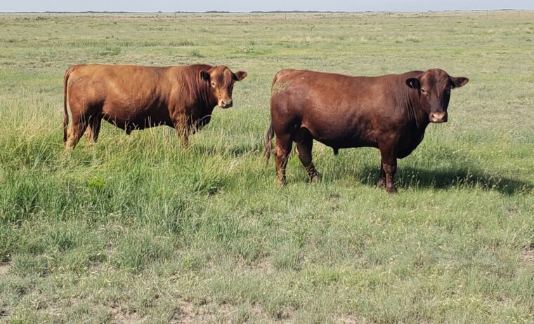 2 year old South Poll Bulls