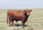 2 year old South Poll Bulls