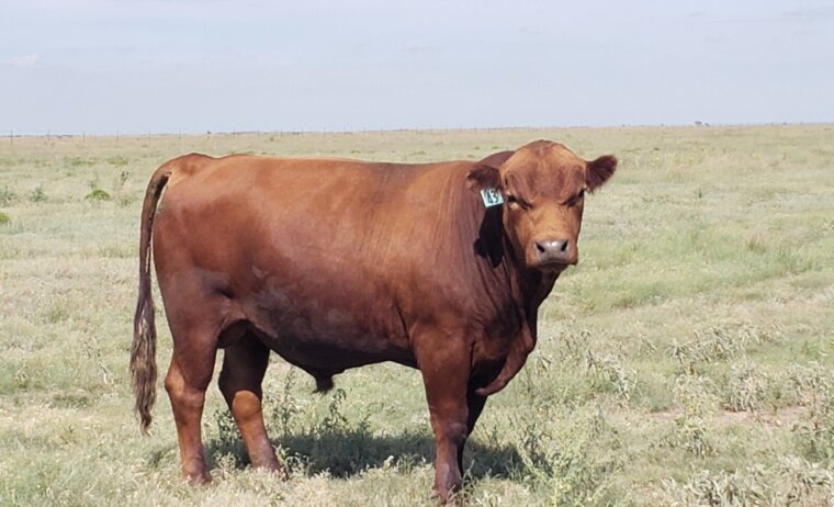 2 year old South Poll Bulls