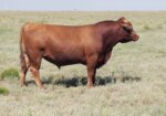 2 year old South Poll Bulls