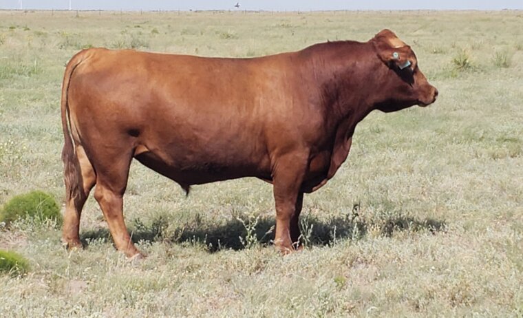 2 year old South Poll Bulls