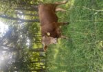 Two Purebred Yearling South Poll Bulls — Beaufort, MO