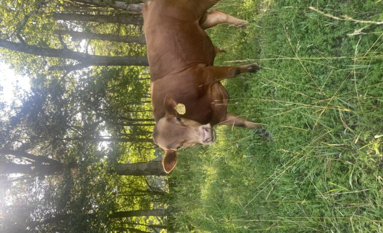 Two Purebred Yearling South Poll Bulls — Beaufort, MO