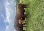 Two Purebred Yearling South Poll Bulls — Beaufort, MO