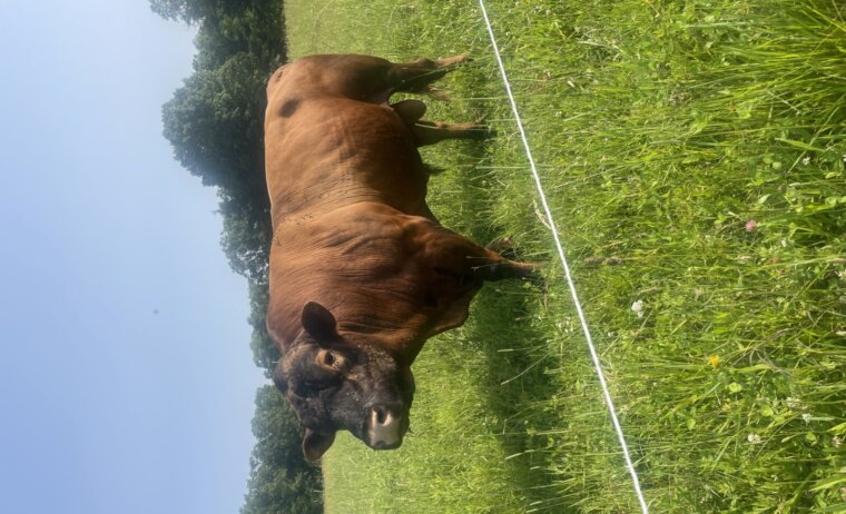 Two Purebred Yearling South Poll Bulls — Beaufort, MO