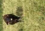 Purebred Bull – Yearling