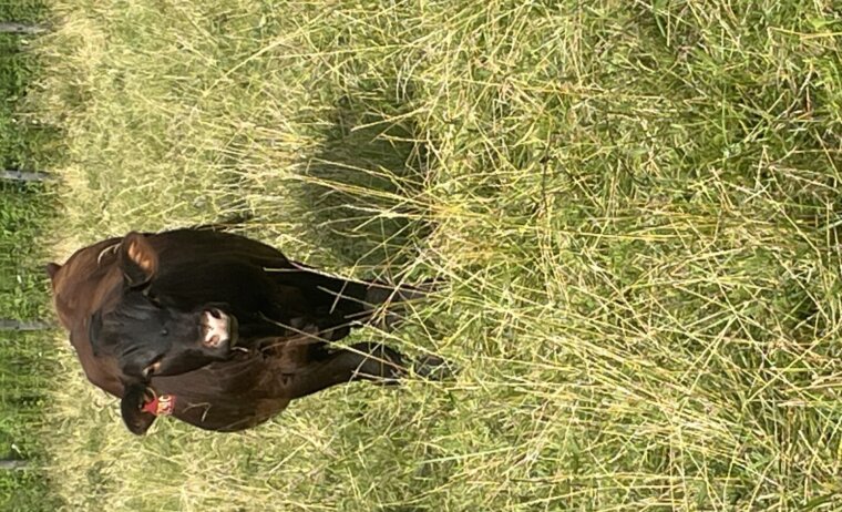 Purebred Bull – Yearling