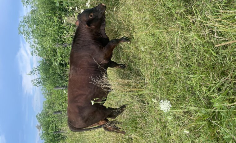 Purebred Bull – Yearling