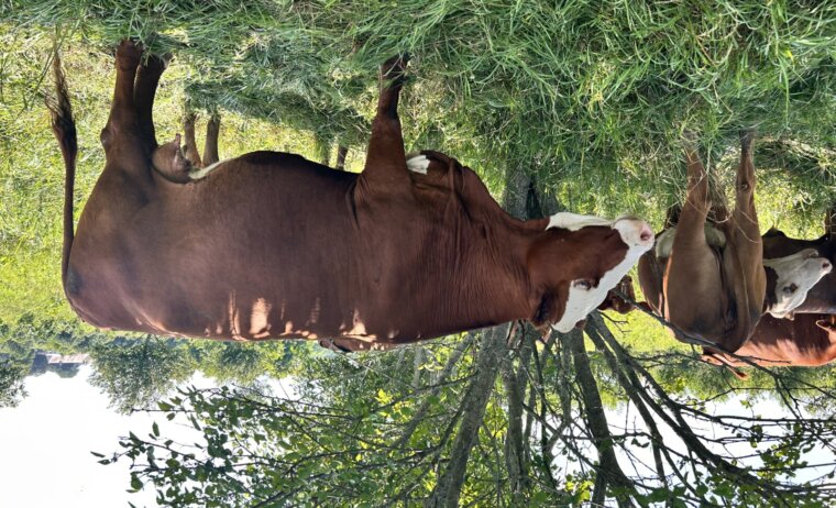 Registered South Poll cow/calf pair