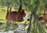 Registered South Poll cow/calf pair