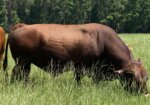 4 year old Fullblood bull