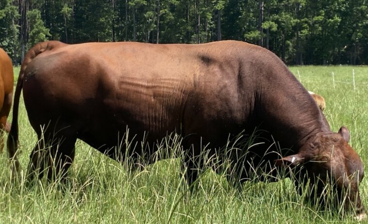 4 year old Fullblood bull