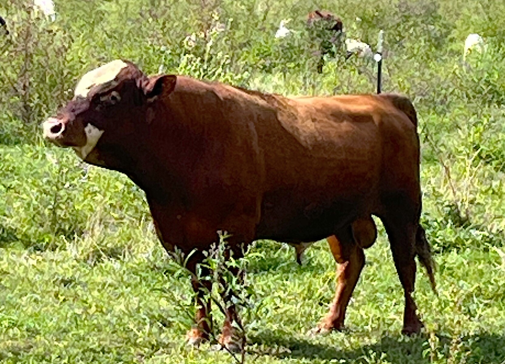 4.5 Year Old Purebred Bull