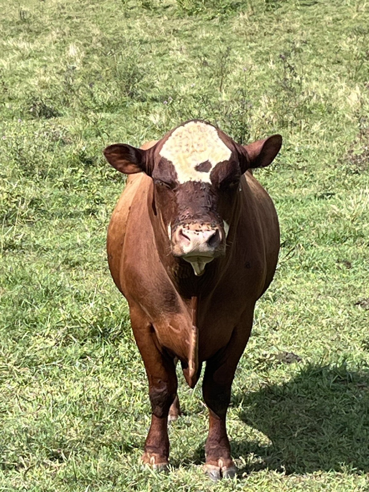 4.5 Year Old Purebred Bull