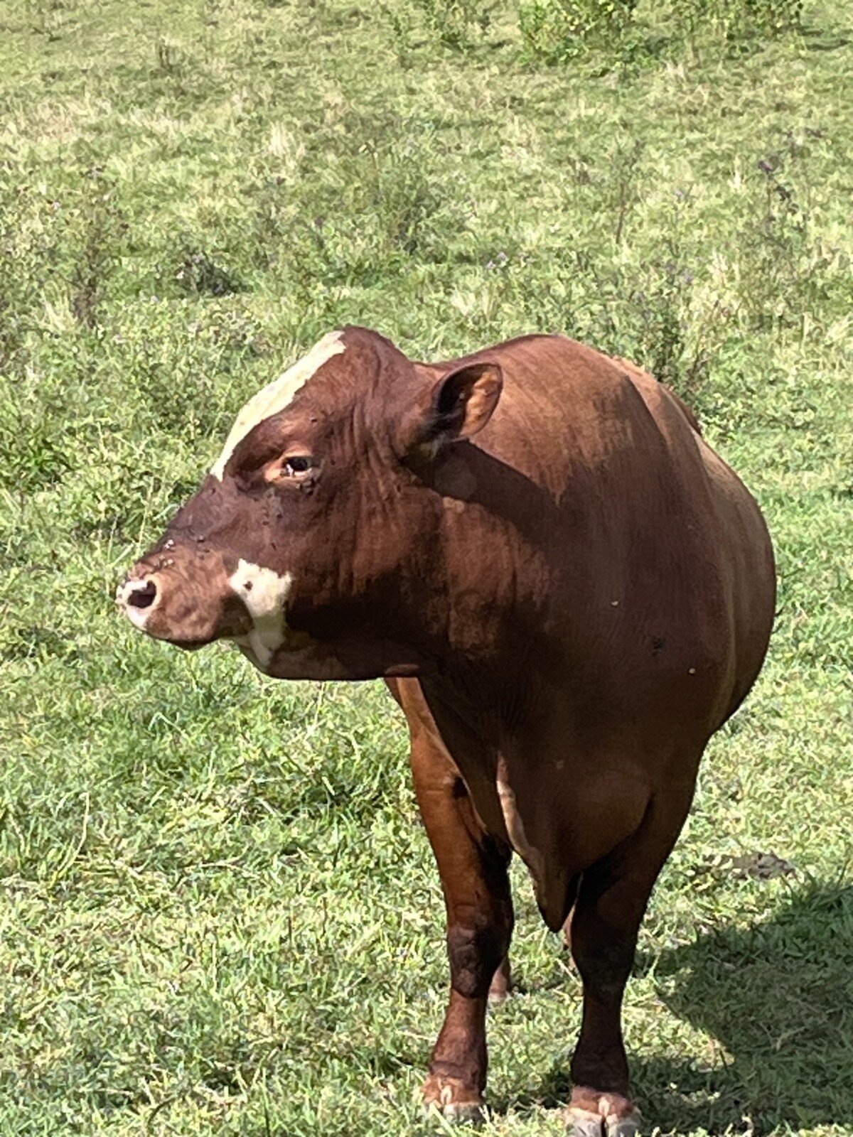 4.5 Year Old Purebred Bull