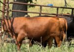 REGISTERED -PURE BRED HERD SIRE