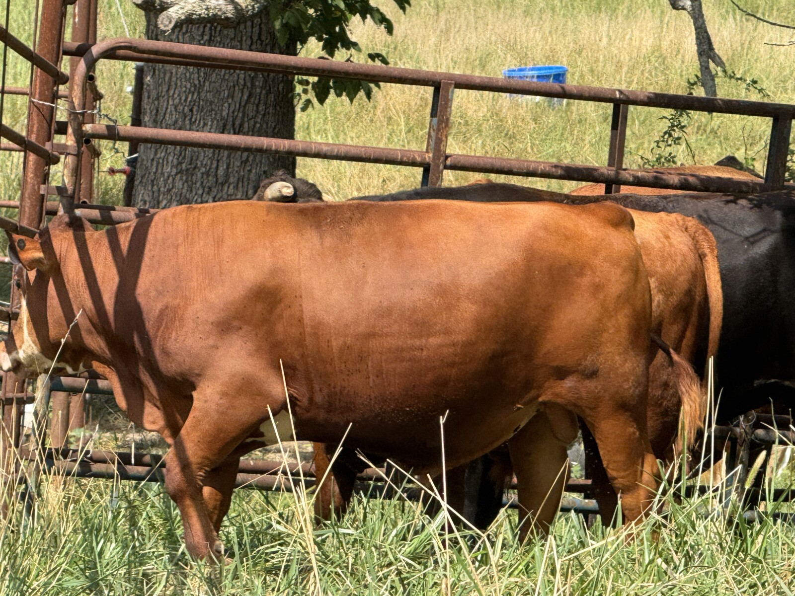 REGISTERED -PURE BRED HERD SIRE