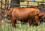 REGISTERED -PURE BRED HERD SIRE