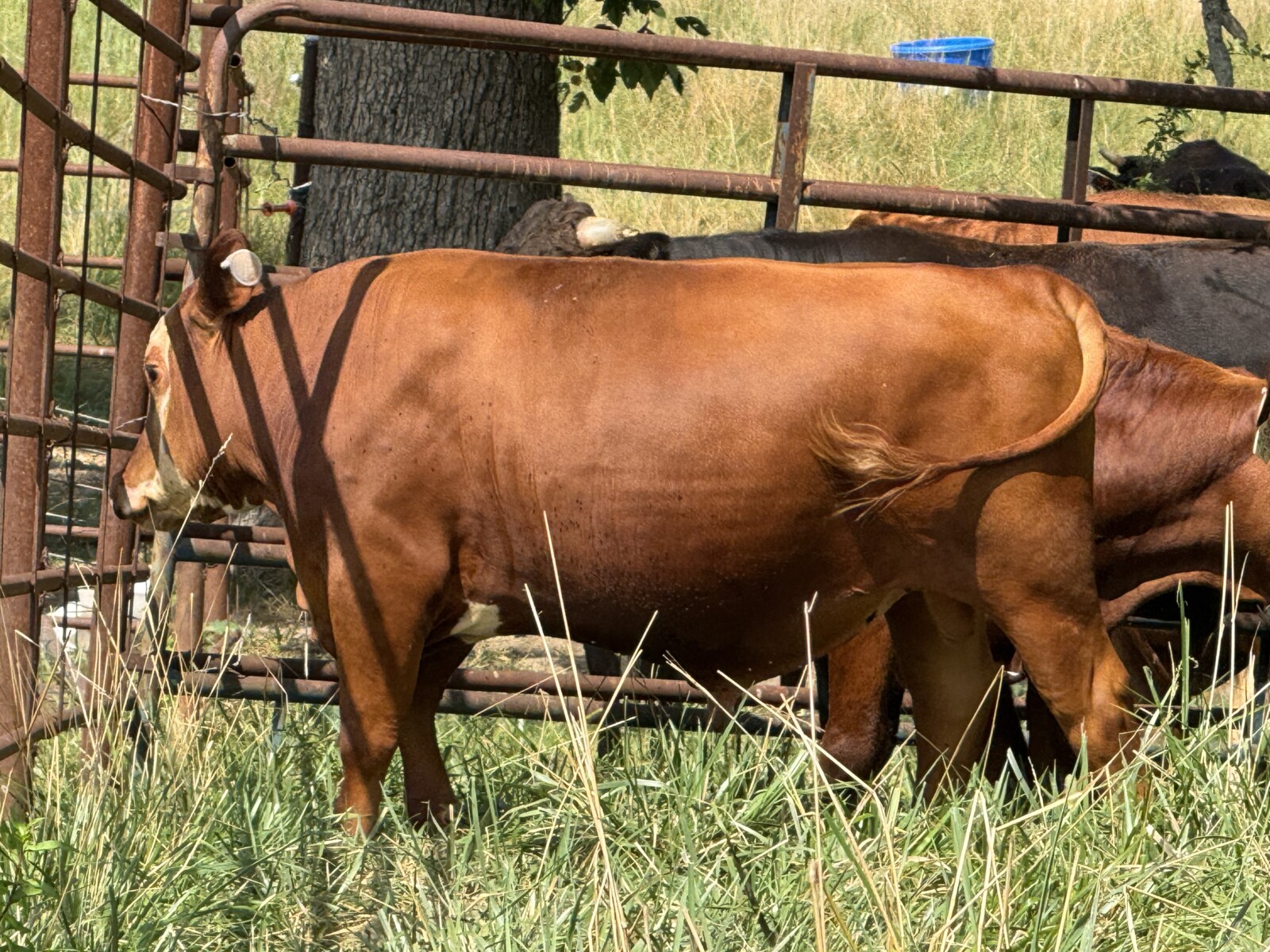 REGISTERED -PURE BRED HERD SIRE