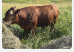 REGISTERED -PURE BRED HERD SIRE
