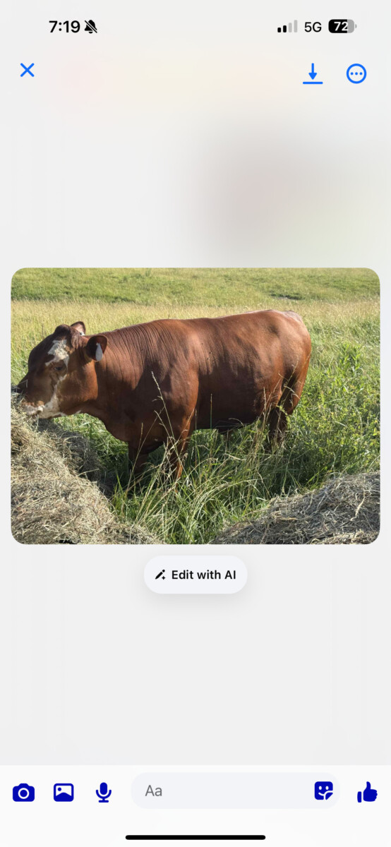REGISTERED -PURE BRED HERD SIRE