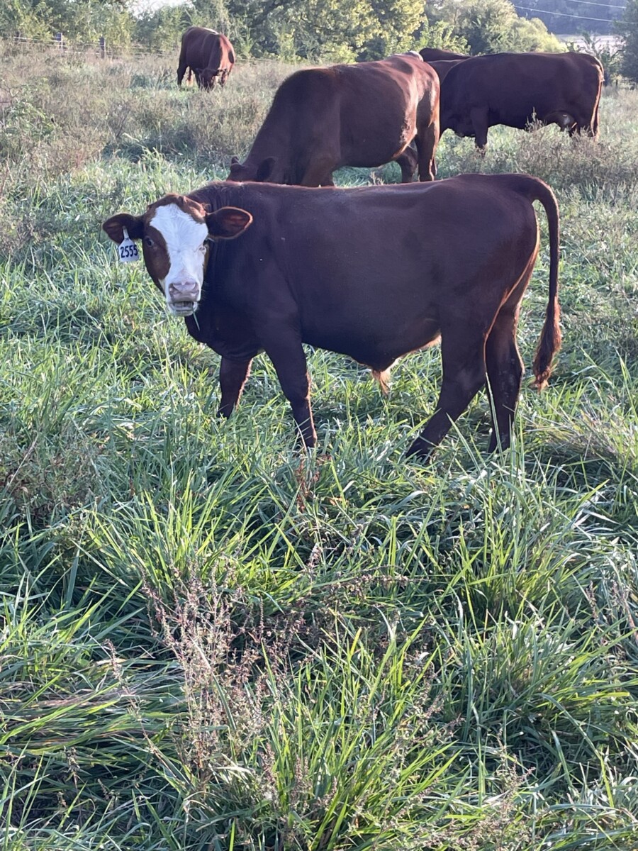 Bred South Poll Cow