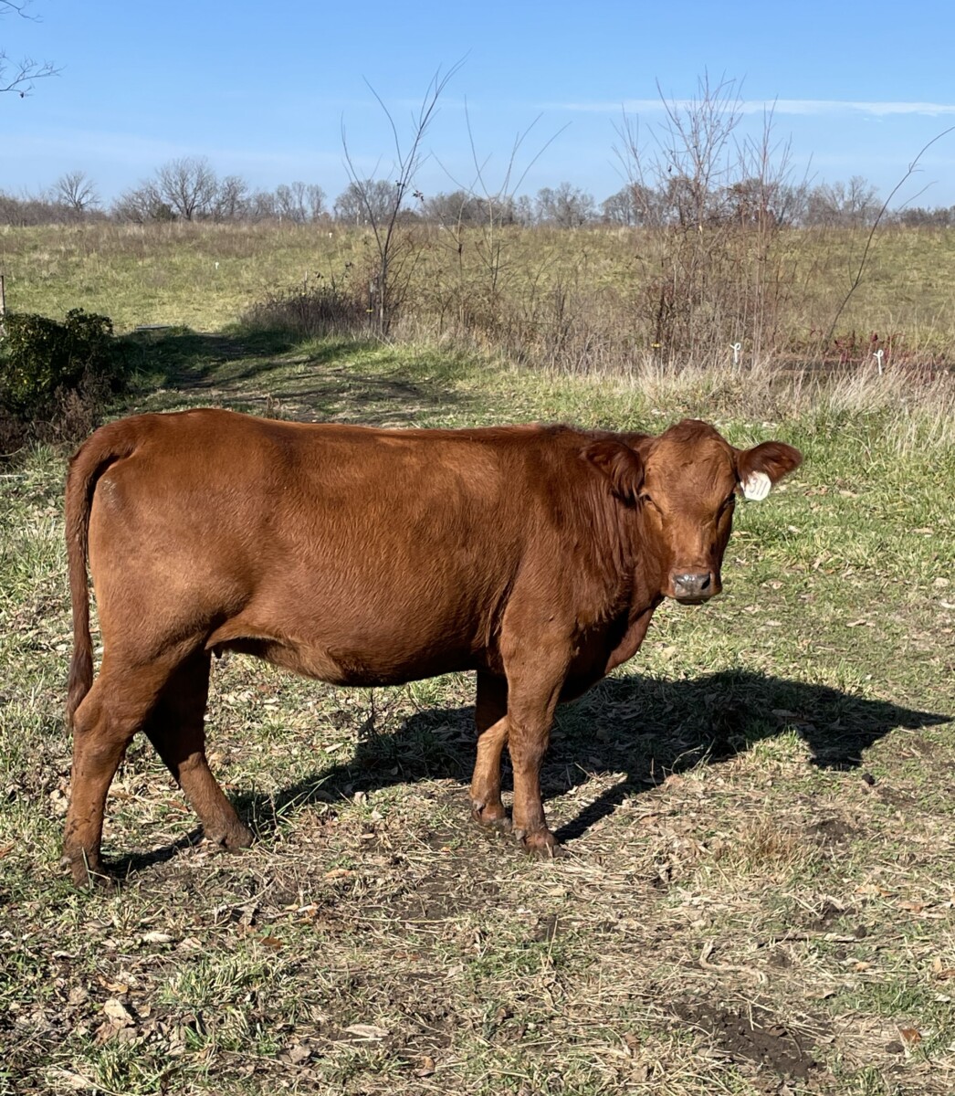 Bred South Poll Cow