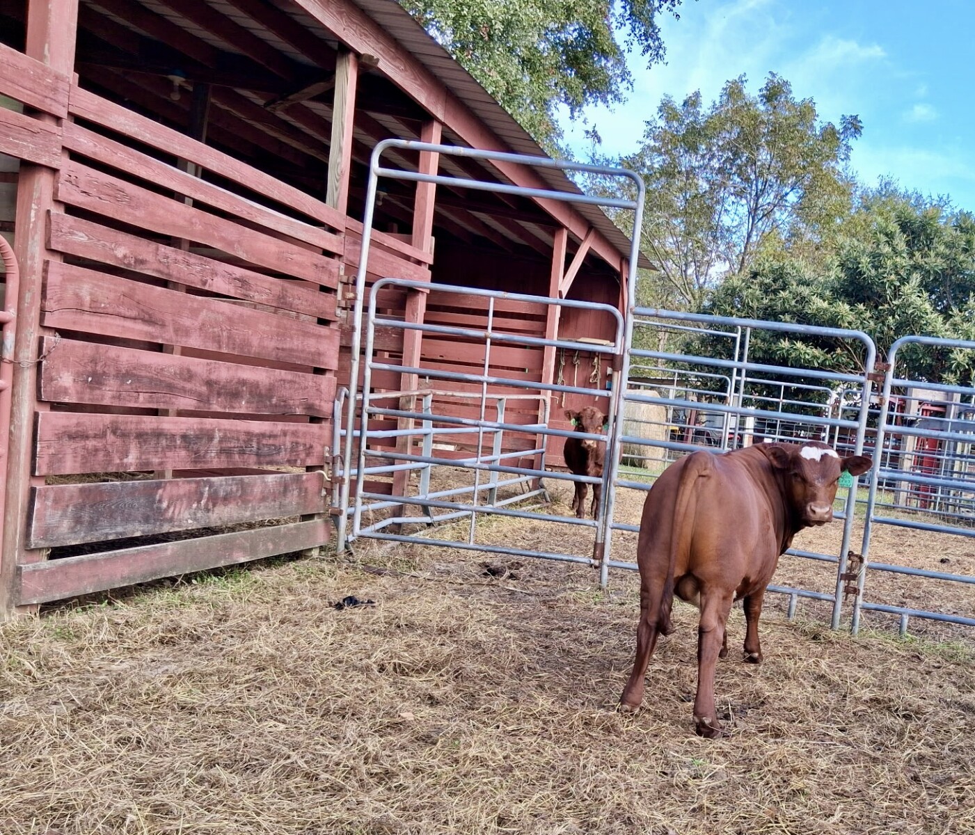 Two Fine Purebred Bulls Available