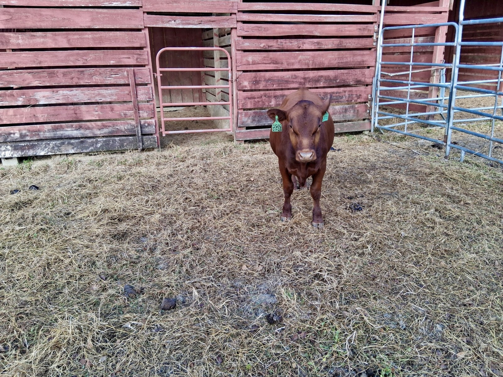 Two Fine Purebred Bulls Available