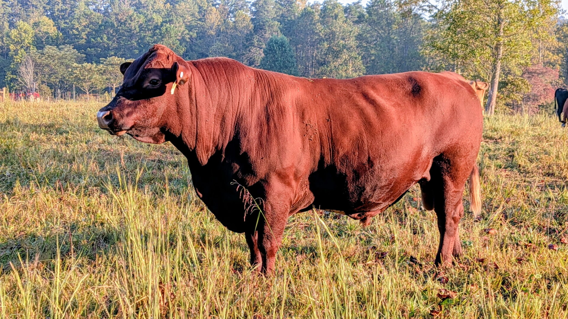 CHRISTMAS SPECIAL!!!! He won’t fit in your stocking, but he will be GREAT addition!!!