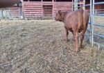 Two Fine Purebred Bulls Available