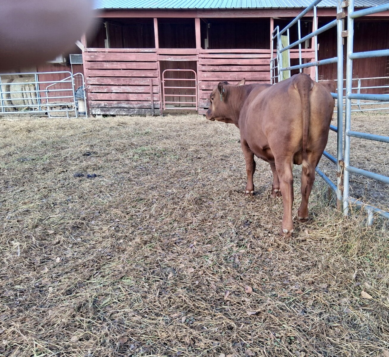 Two Fine Purebred Bulls Available