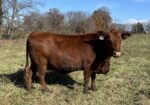 Bred South Poll Cow