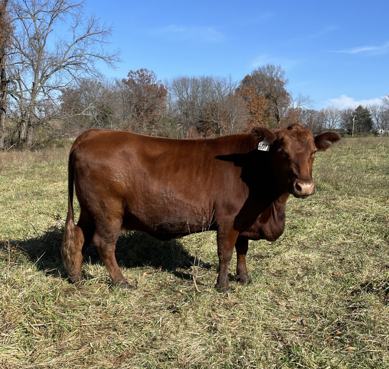 Bred South Poll Cow