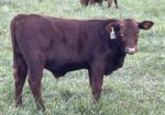 Bred South Poll Cow