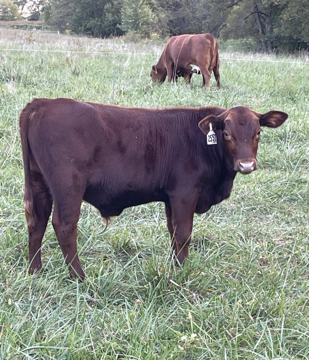 Bred South Poll Cow