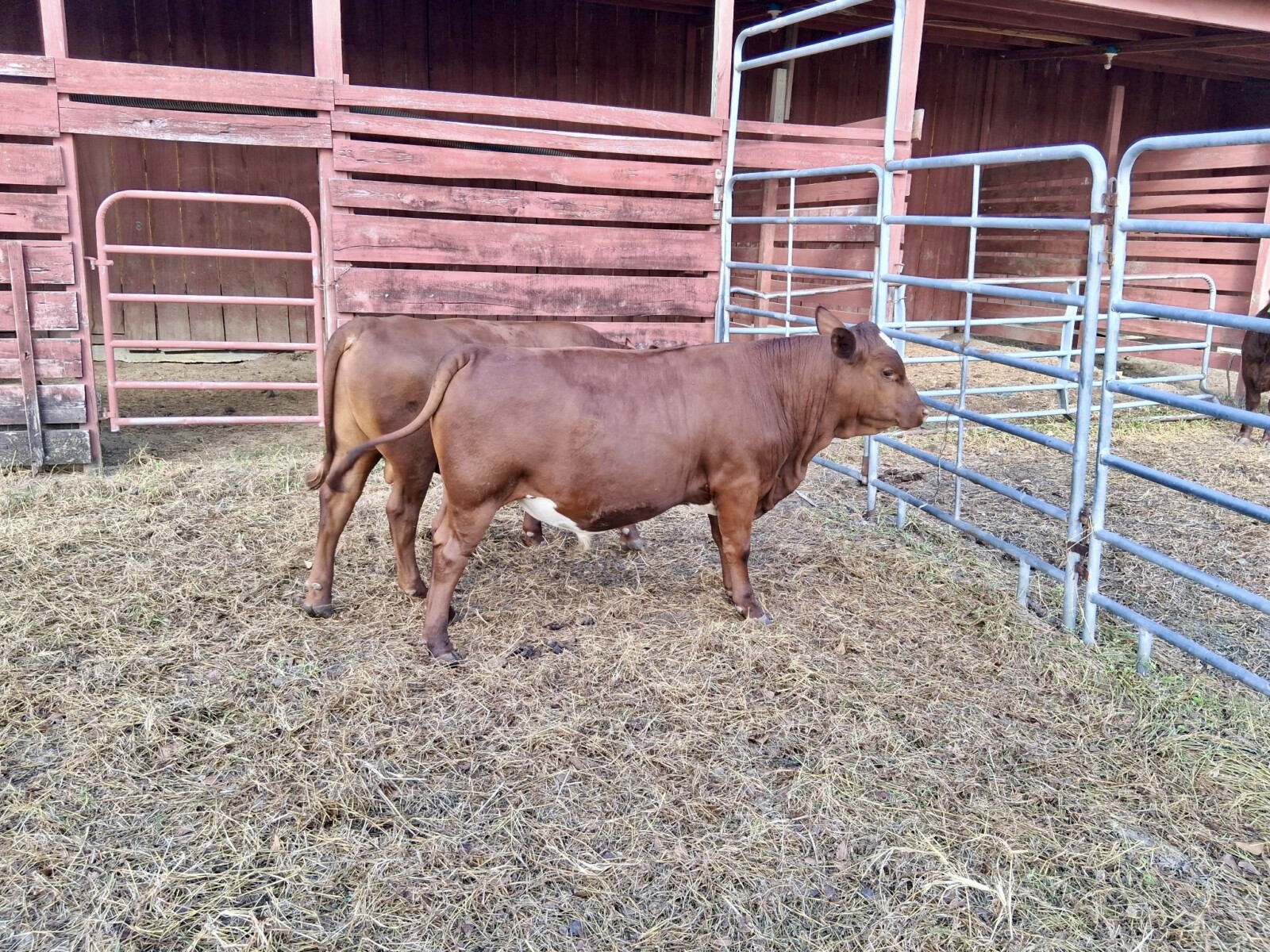 Two Fine Purebred Bulls Available