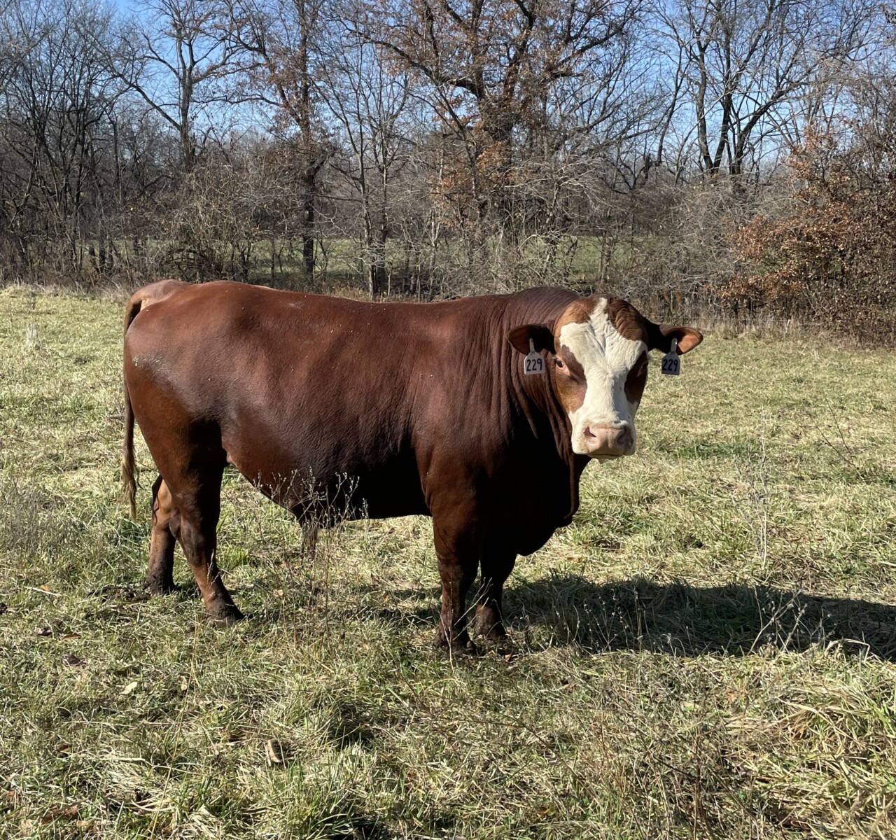 Bred South Poll Cow