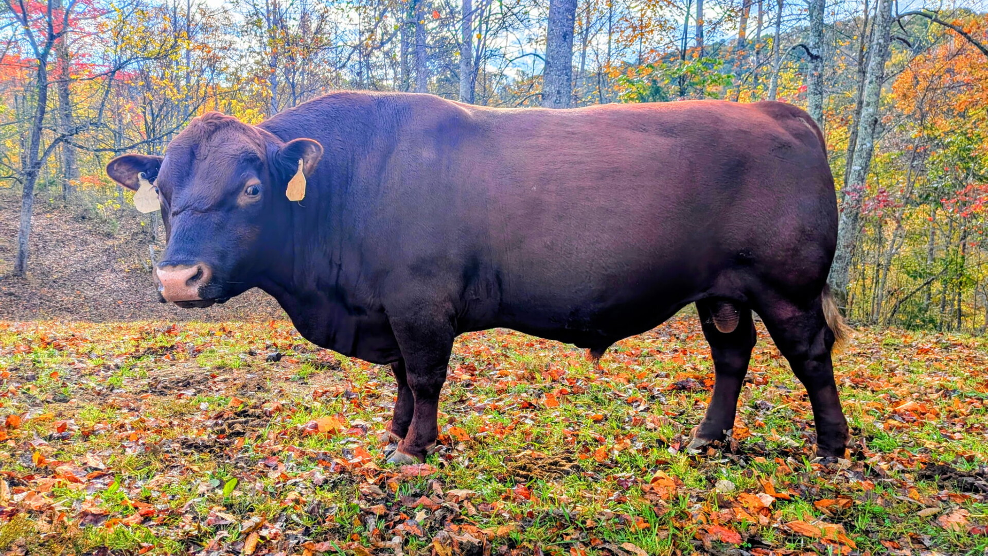 CHRISTMAS SPECIAL!!!! He won’t fit in your stocking, but he will be GREAT addition!!!