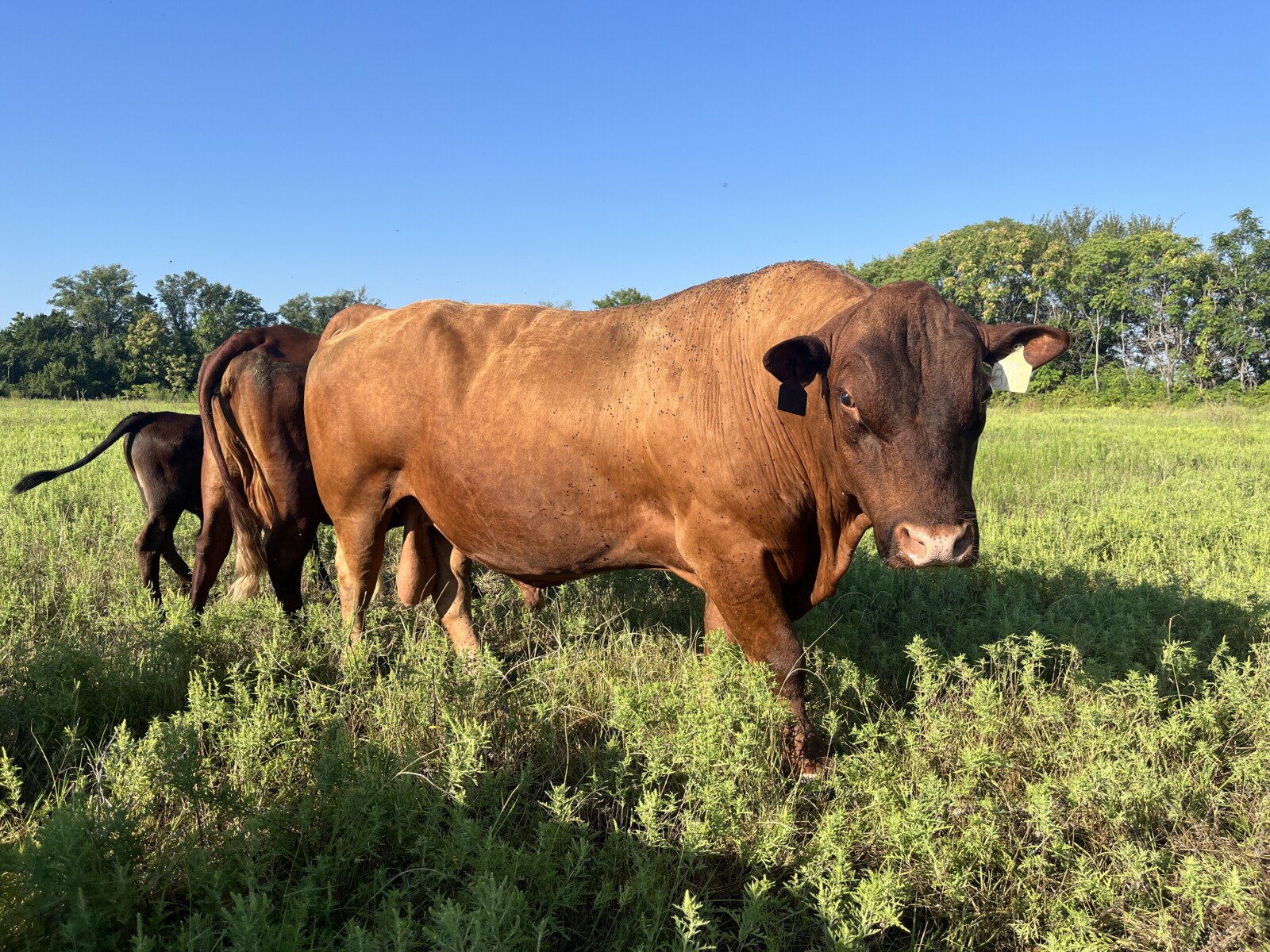 South Poll Bull Full Blood