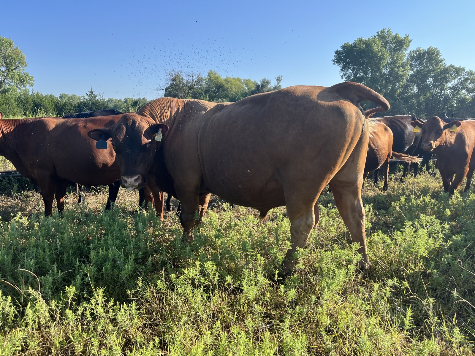 South Poll Bull Full Blood