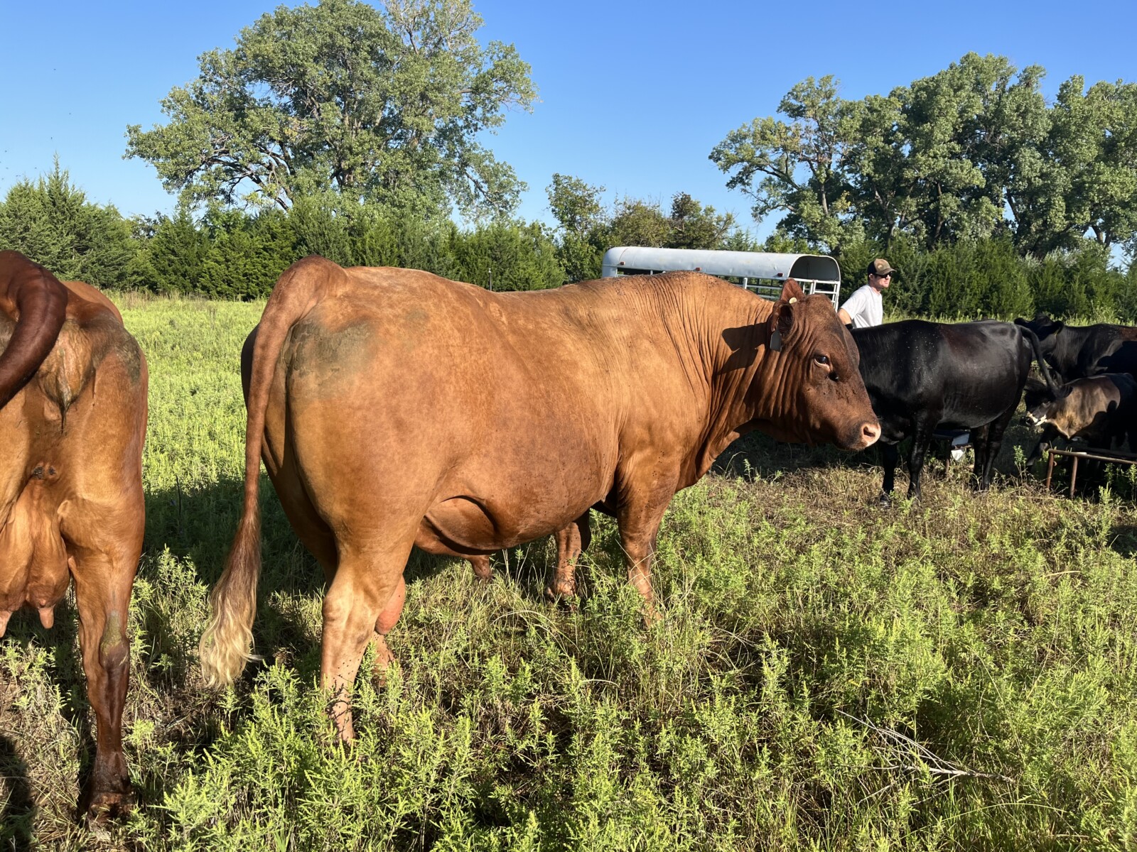 South Poll Bull Full Blood