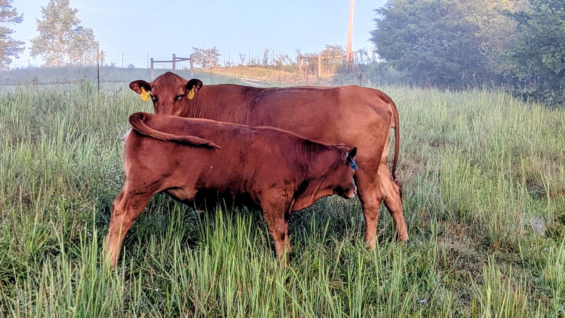 CHRISTMAS SPECIAL!!!! He won’t fit in your stocking, but he will be GREAT addition!!!