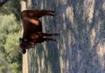 50% exposed heifers for sale