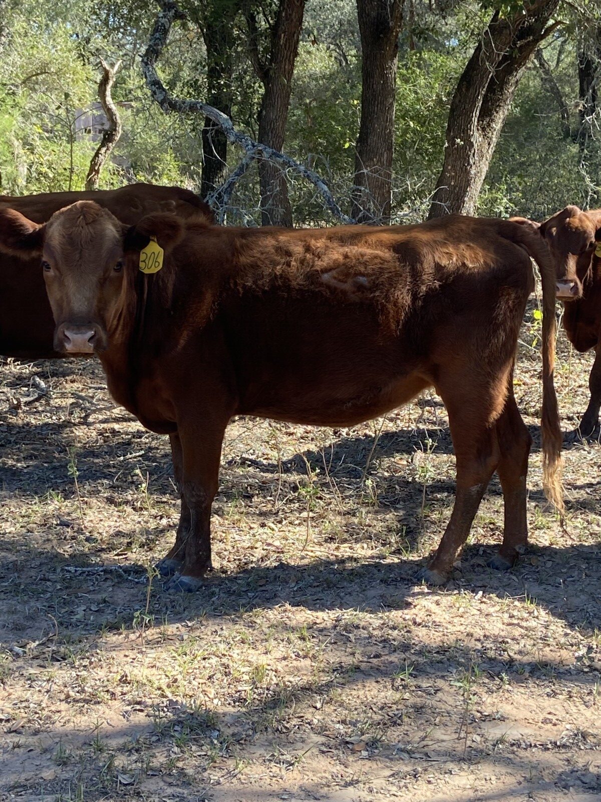 50% exposed heifers for sale